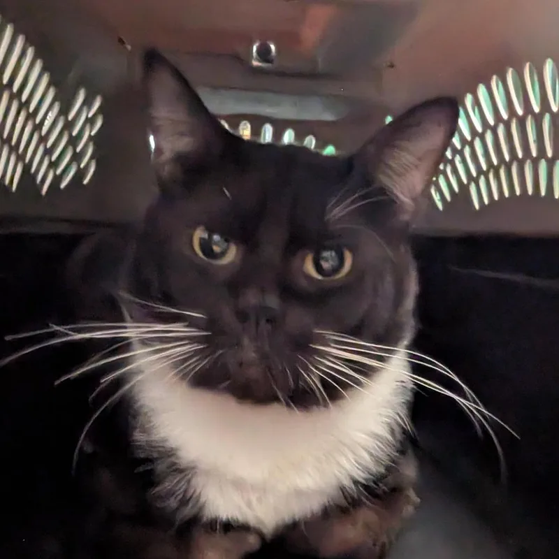 An adult medium-sized male Black Domestic Short Hair cat named Stewart for adoption in Tacoma, WA
