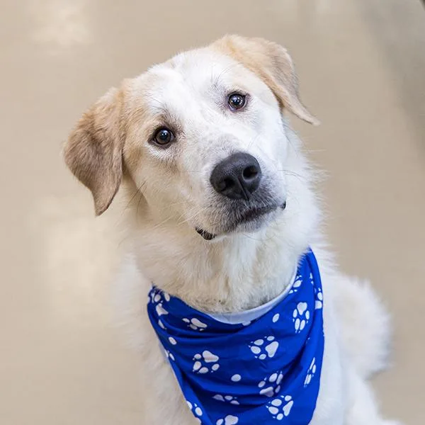 A young large-sized male Great Pyrenees dog named Snowy for adoption in Des Moines, IA