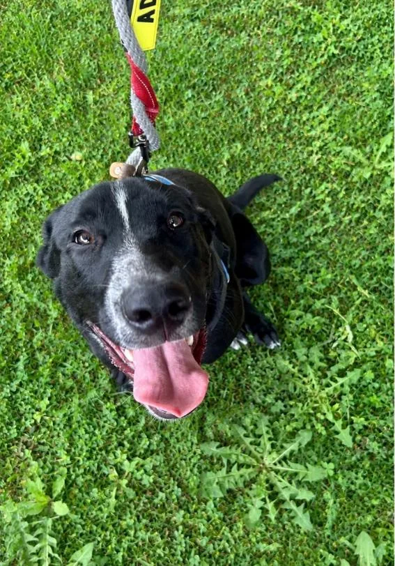 A young medium-sized male Black Labrador Retriever dog named Jet for adoption in Chicago, IL