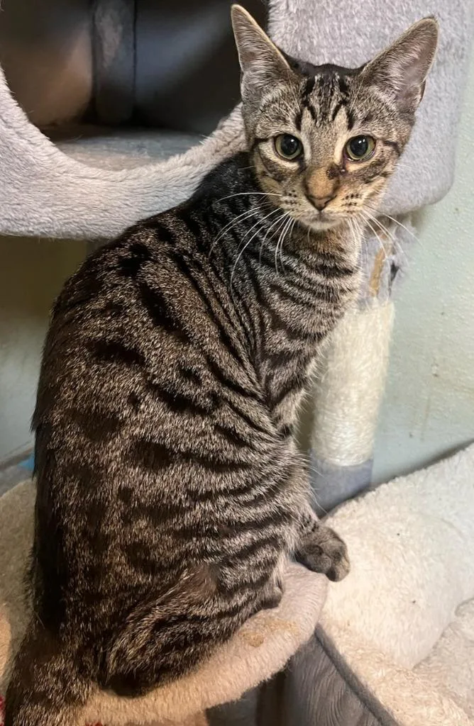 A young small-sized male Domestic Short Hair cat named Arthur for adoption in Walnutport, PA