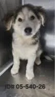 A baby medium-sized male Husky dog named Julius Benedict for adoption in Alpharetta, GA