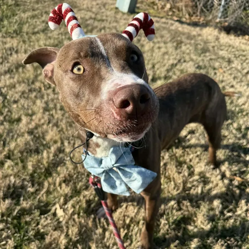 A young medium-sized male Brindle Terrier dog named Streusel for adoption in Mooresville, NC