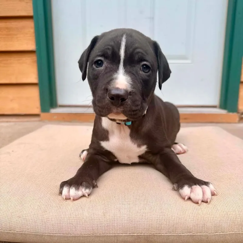 A baby small-sized male Black American Bulldog dog named Tookus D for adoption in Princeton, MN