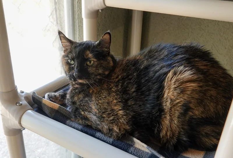 A senior medium-sized female Tortoiseshell Domestic Short Hair cat named Priscilla for adoption in Boise, ID