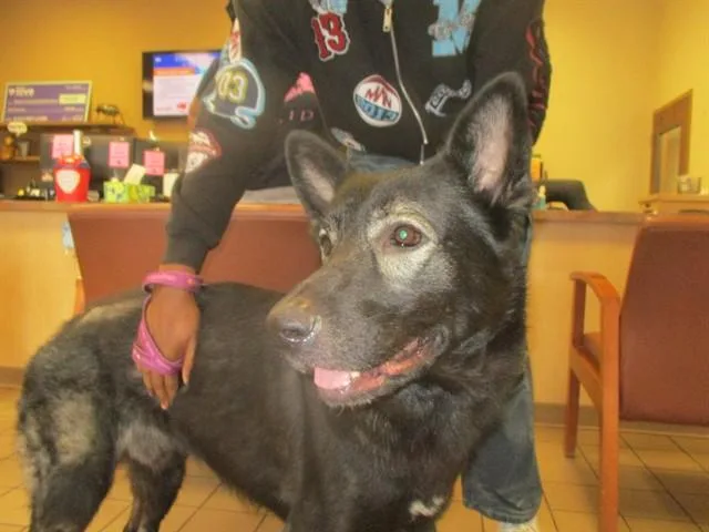 An adult large-sized male German Shepherd Dog dog named Duke for adoption in Ocala, FL