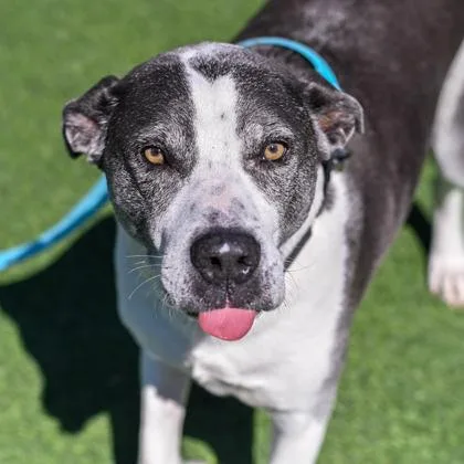 An adult large-sized male Mixed Breed dog named Skittles for adoption in Westbrook, ME
