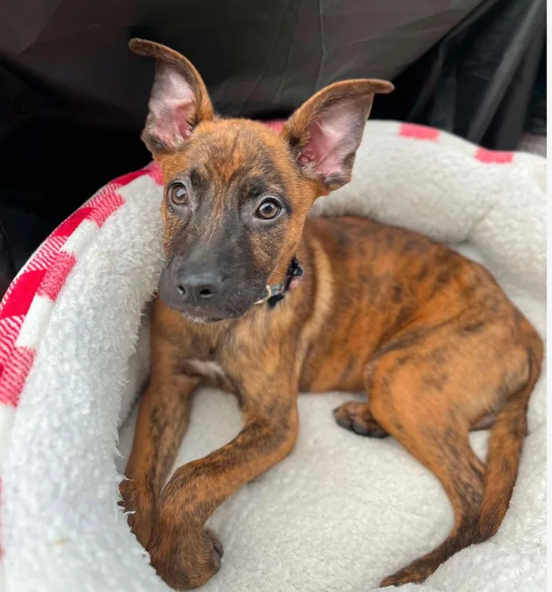 A baby medium-sized male Brindle Boxer dog named Guinness for adoption in Kansas City, KS