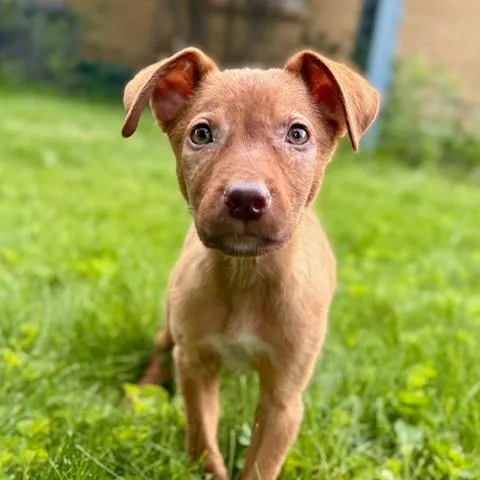 Max