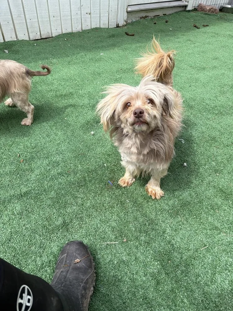An adult small-sized female Havanese dog named Mia for adoption in Waterloo, IL