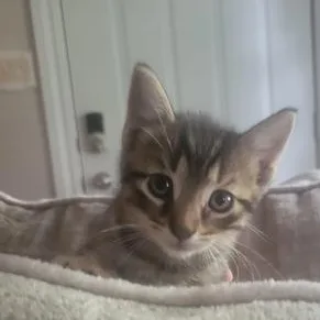 Tigger thumbnail 2