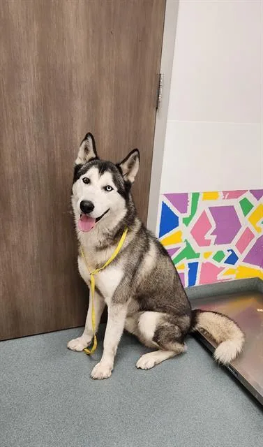 A young large-sized male Siberian Husky dog named Kodiak for adoption in Baytown, TX