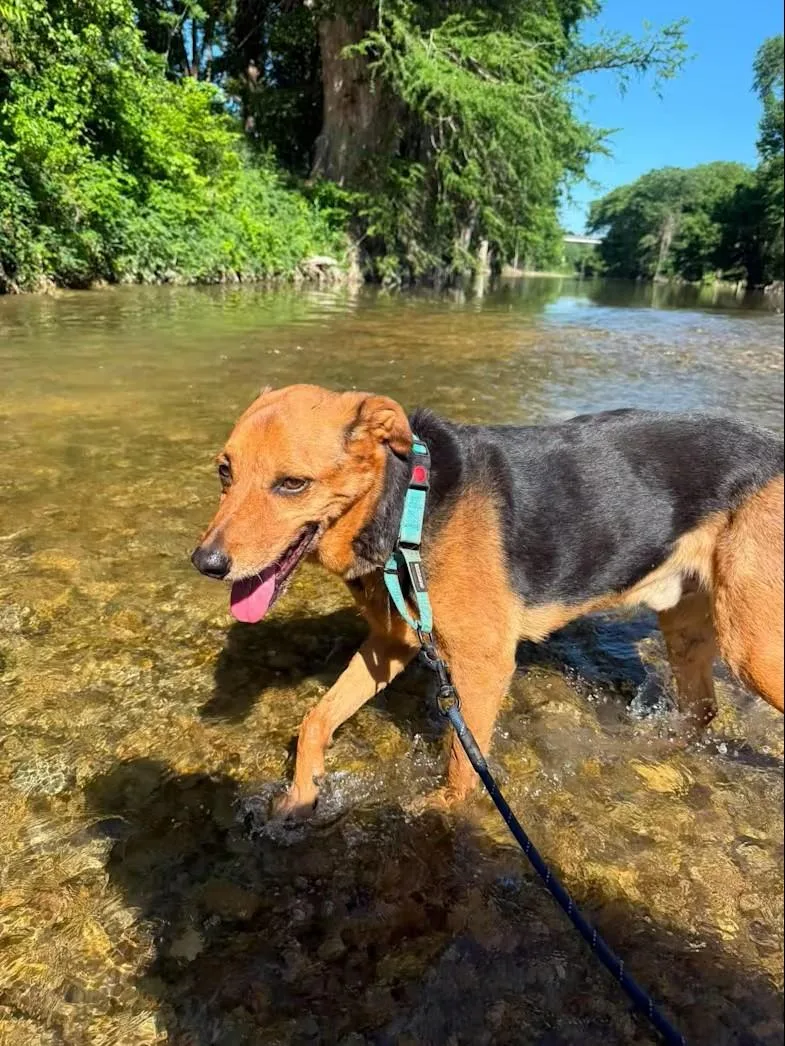 A senior medium-sized male Black Mouth Cur dog named Mad Max for adoption in Boerne, TX