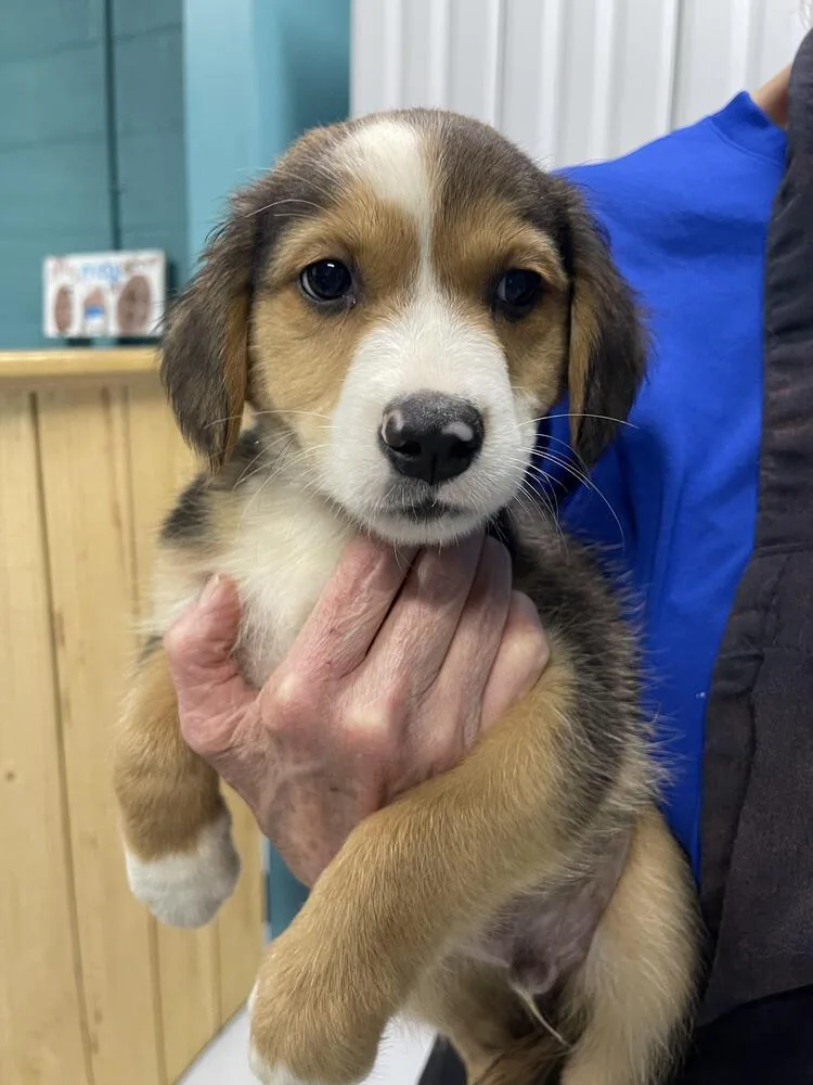 A baby small-sized male Australian Shepherd dog named Scotty for adoption in Chattanooga, TN