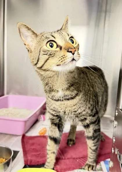 An adult small-sized male Domestic Short Hair cat named Neo for adoption in Daytona Beach, FL