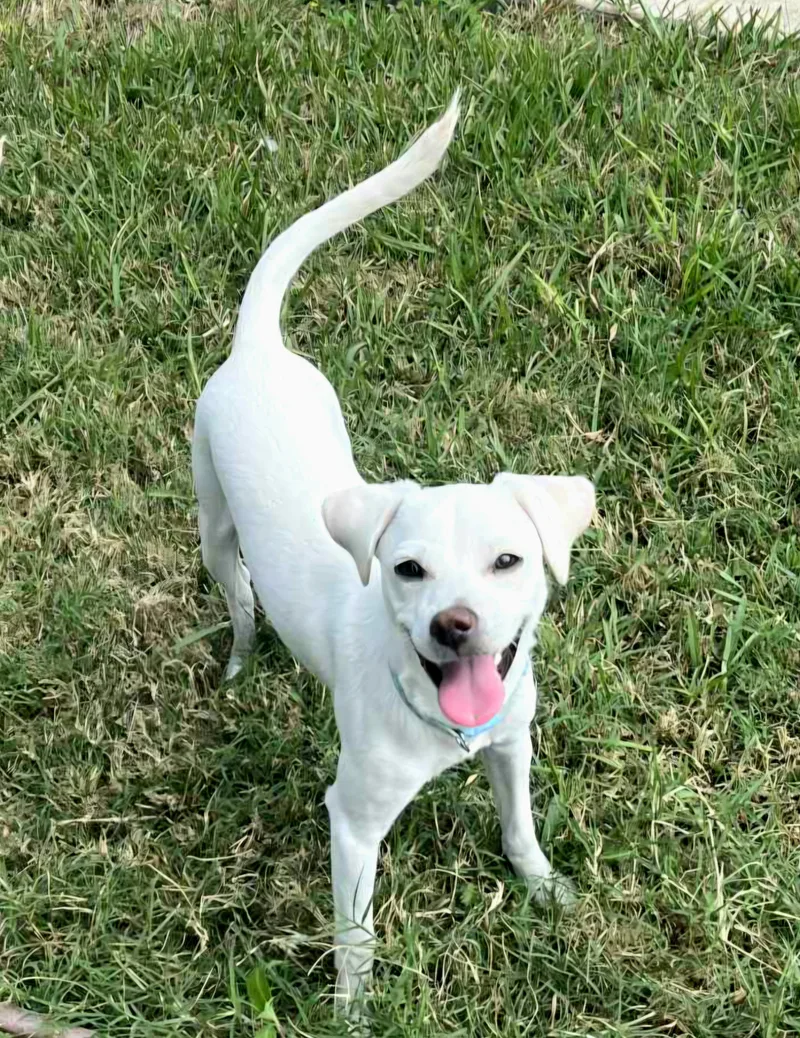 Opie