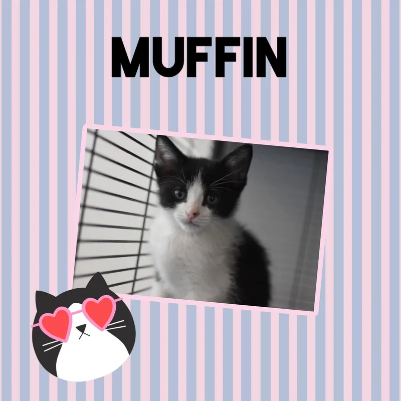 A baby small-sized male Black & White / Tuxedo Domestic Short Hair cat named Muffin for adoption in Monticello, IN