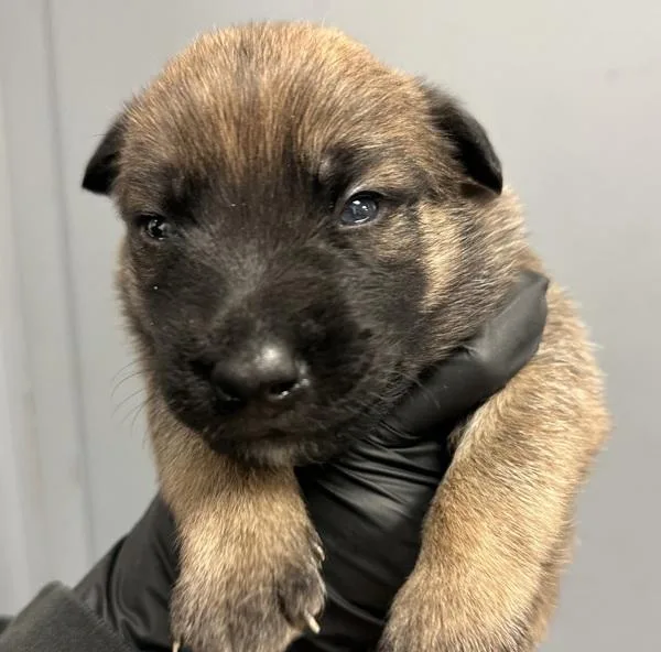 A baby small-sized male Shepherd dog named Blanket for adoption in San Diego, CA