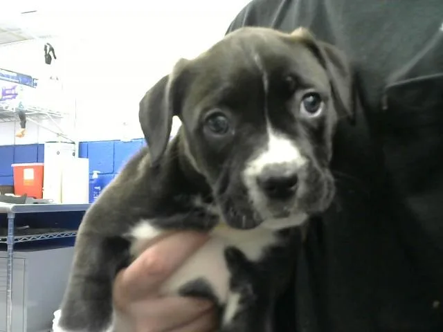 A baby small-sized female Siberian Husky dog named Classy for adoption in Albuquerque, NM