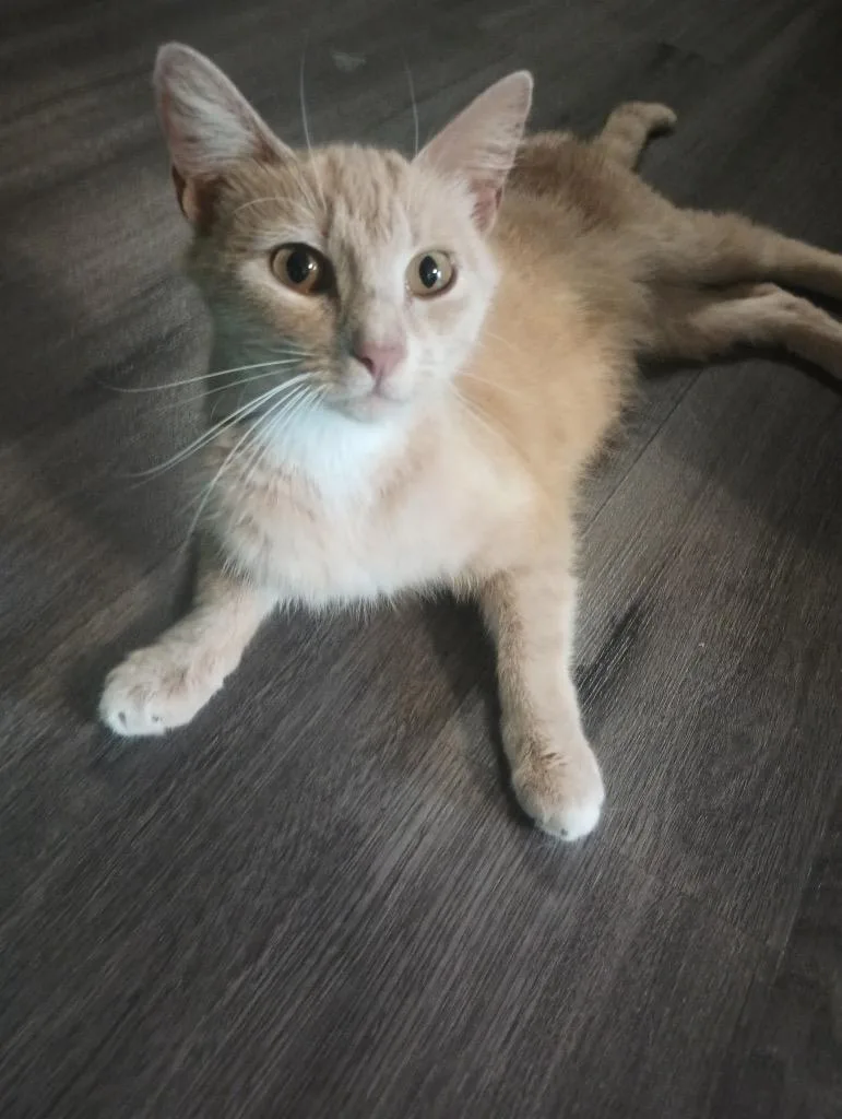 A young medium-sized female Domestic Short Hair cat named Ariel T for adoption in Ogden, UT