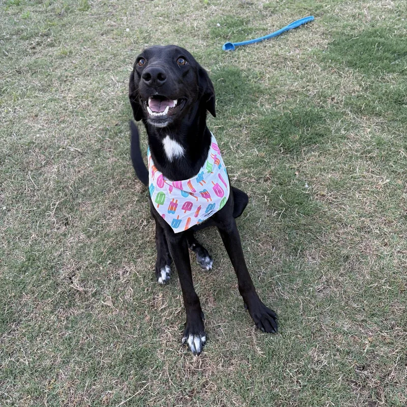 A young medium-sized female Black Labrador Retriever dog named Raven for adoption in Pflugerville, TX