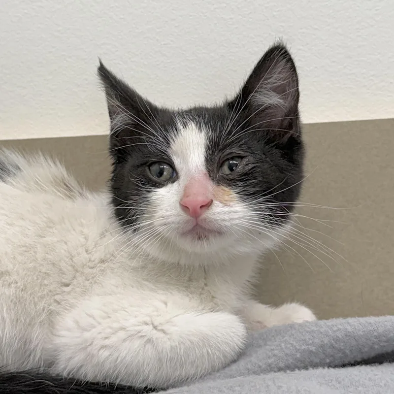 A baby medium-sized male Black & White / Tuxedo Domestic Short Hair cat named Crosby for adoption in Minneapolis, MN