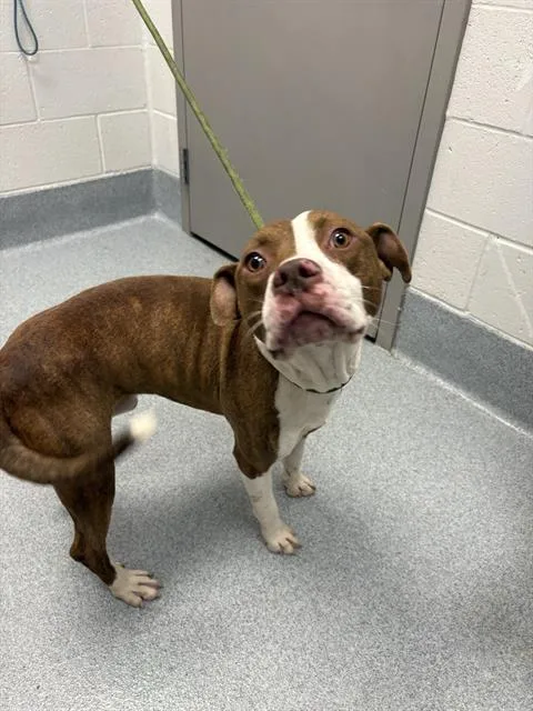 A young medium-sized male Pit Bull Terrier dog named Hank for adoption in Indianapolis, IN