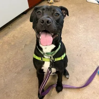 A young large-sized male Black Mixed Breed dog named Archer for adoption in Fernandina Beach, FL