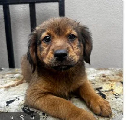 A baby small-sized female Labrador Retriever dog named Sandy for adoption in Washington, DC