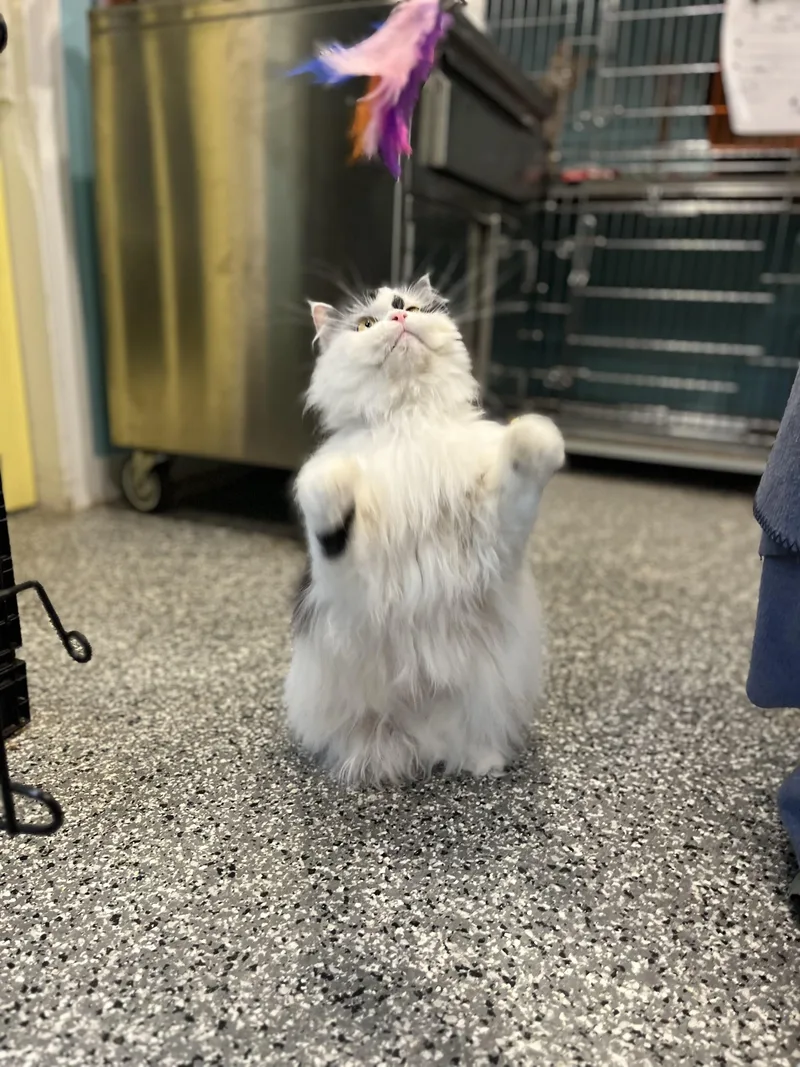 An adult medium-sized male Black & White / Tuxedo Persian cat named Catrick for adoption in Blackstone, MA
