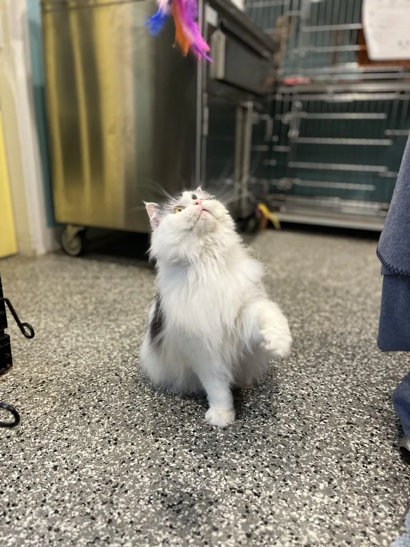 Catrick thumbnail 3