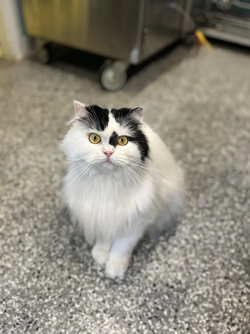 Catrick thumbnail 4