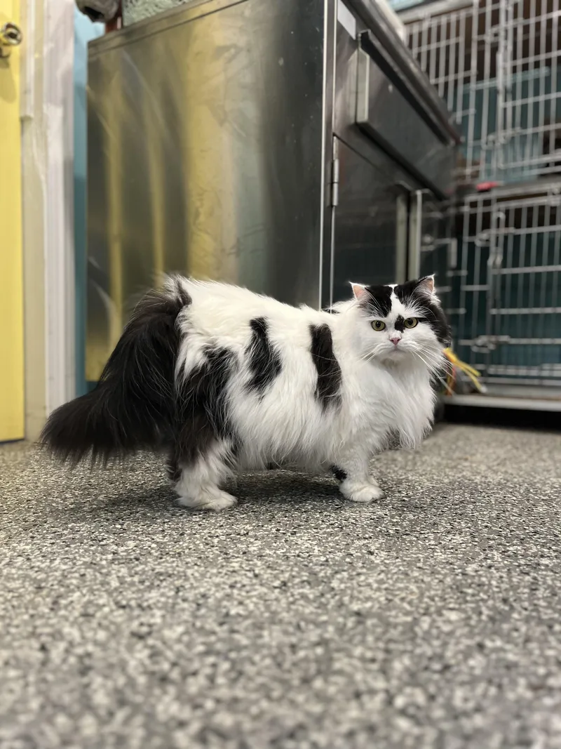 Catrick thumbnail 6