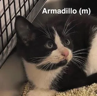 A baby medium-sized male Black & White / Tuxedo Domestic Short Hair cat named Armadillo for adoption in Saugerties, NY