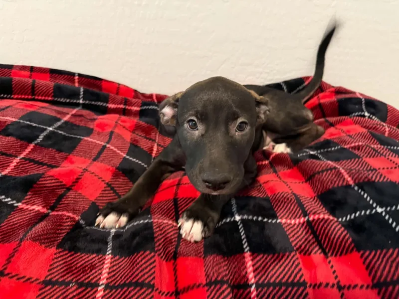 Tori puppy Tina