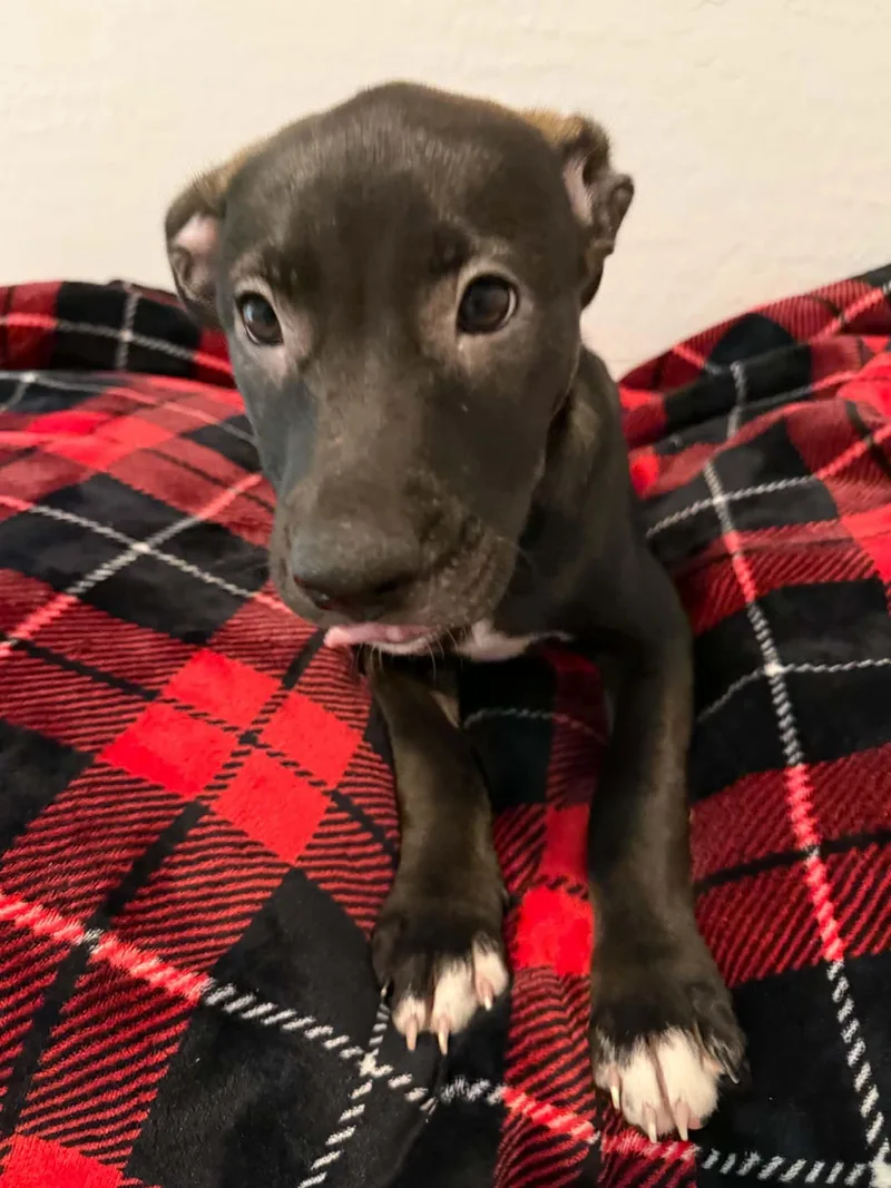 Tori puppy  Tina thumbnail 2