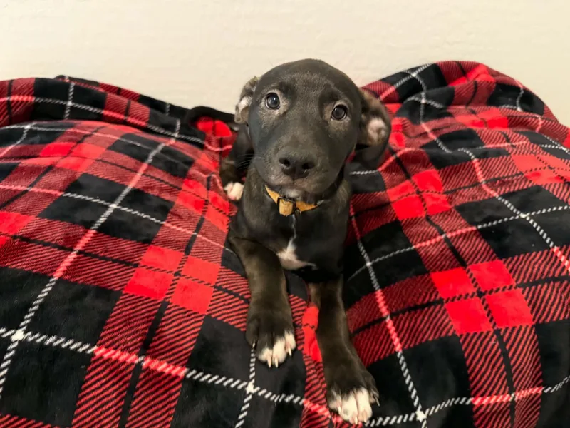 Tori puppy  Tina thumbnail 3