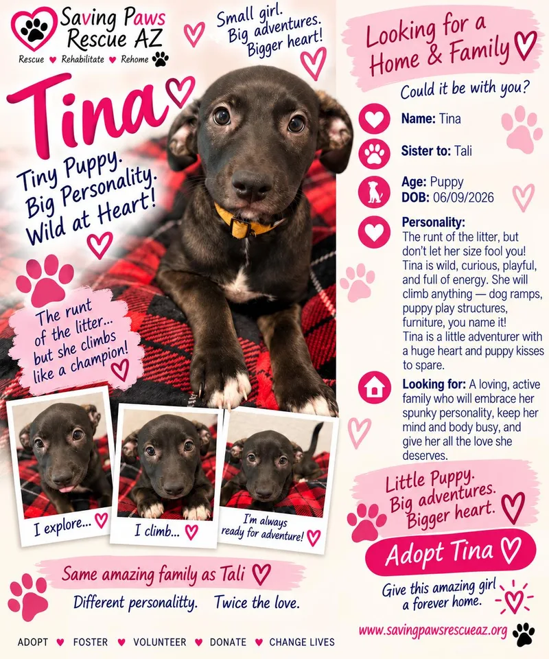 Tori puppy  Tina thumbnail 4