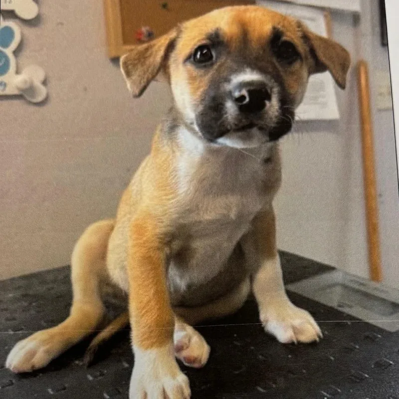 Audrey