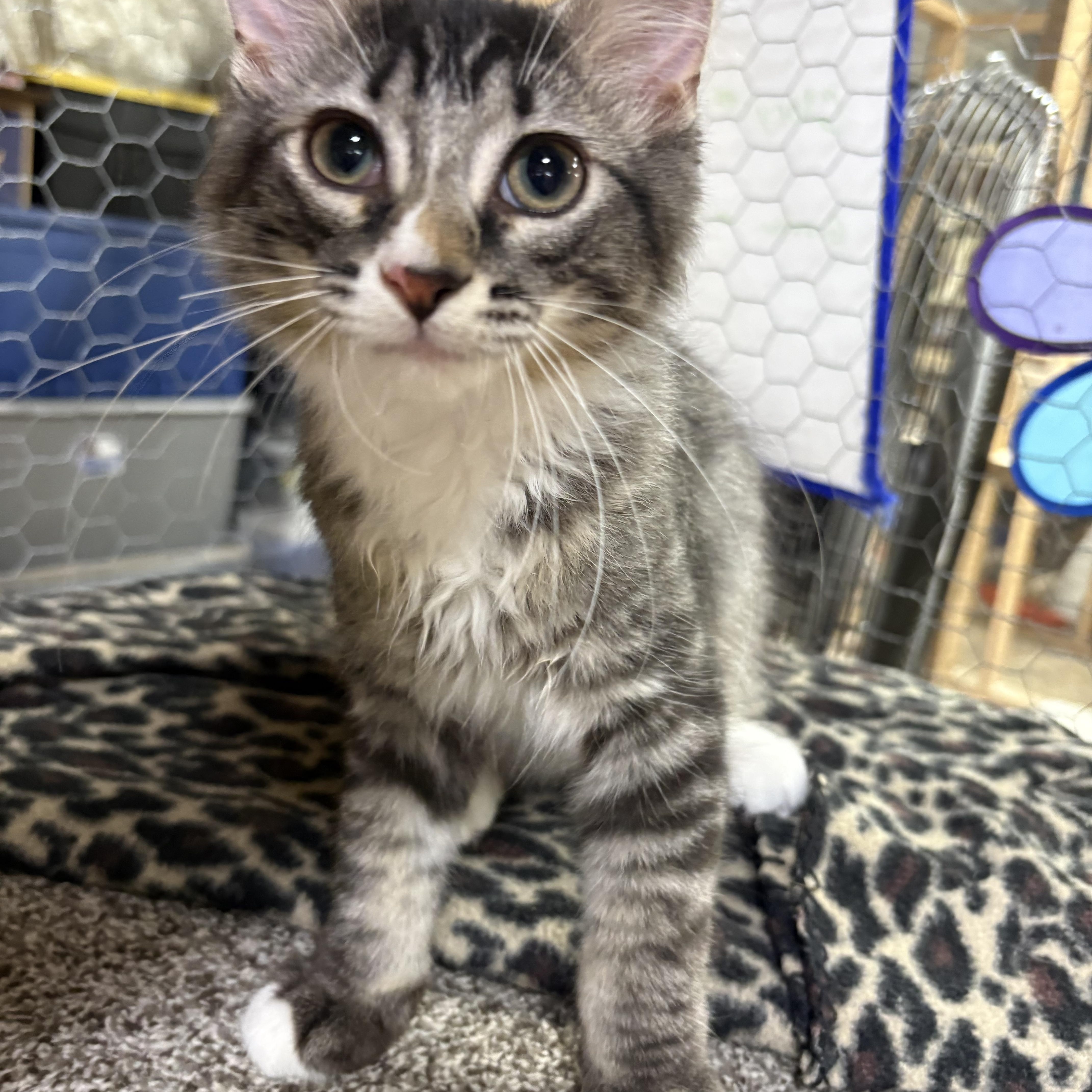 A baby small-sized male Tabby (Brown / Chocolate) Domestic Short Hair cat named Glory for adoption in Faribault, MN