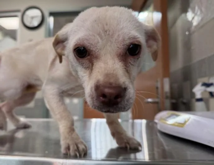 A young small-sized female Chihuahua dog named Tery for adoption in San Pedro, CA