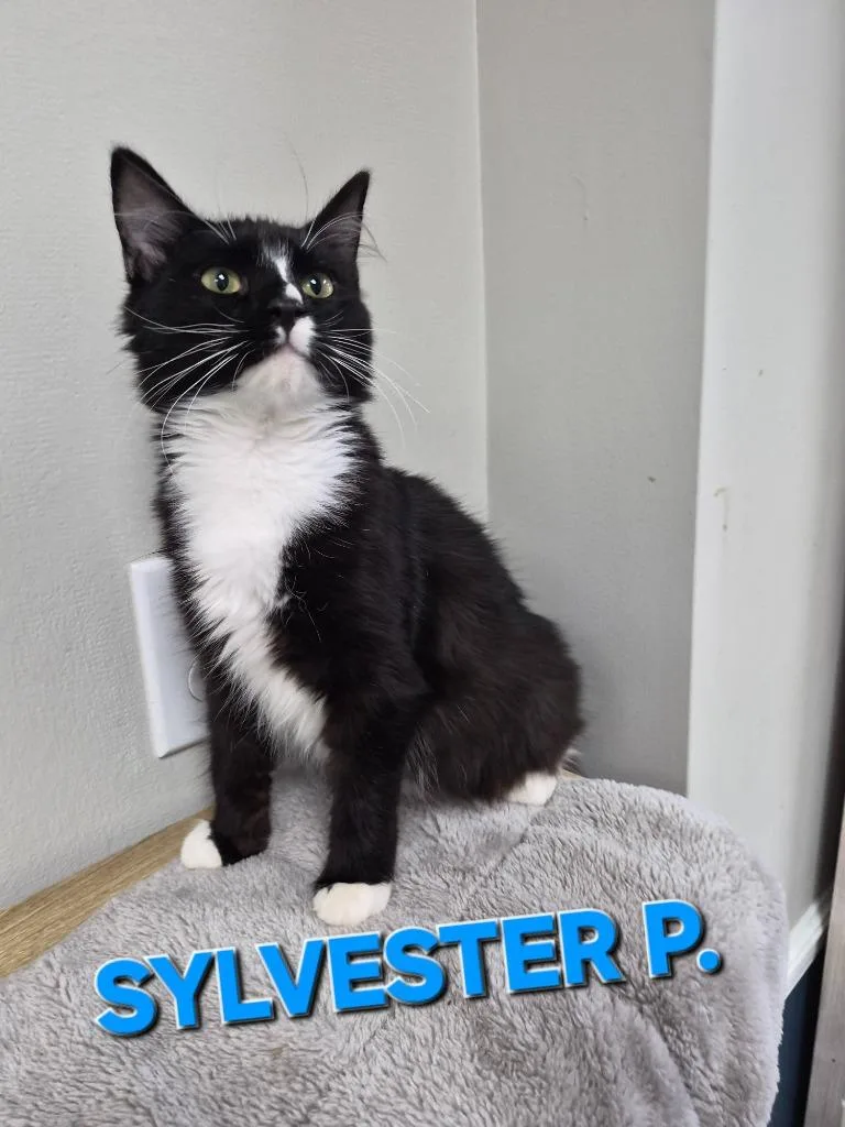 Sylvester P thumbnail 2