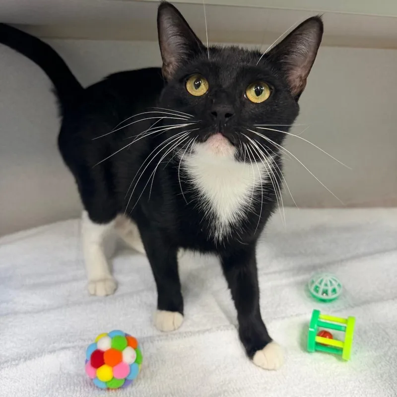 A young medium-sized female Black Domestic Short Hair cat named Sweet Caroline for adoption in Newark, NJ