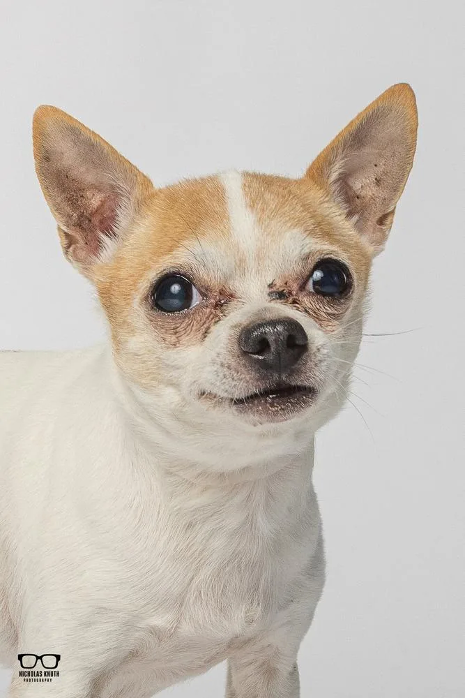 Amigo