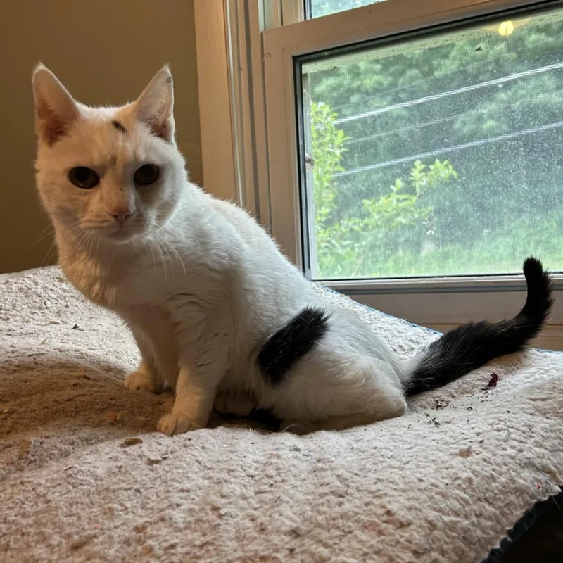 A senior medium-sized female White Domestic Short Hair cat named Meeka for adoption in York, PA