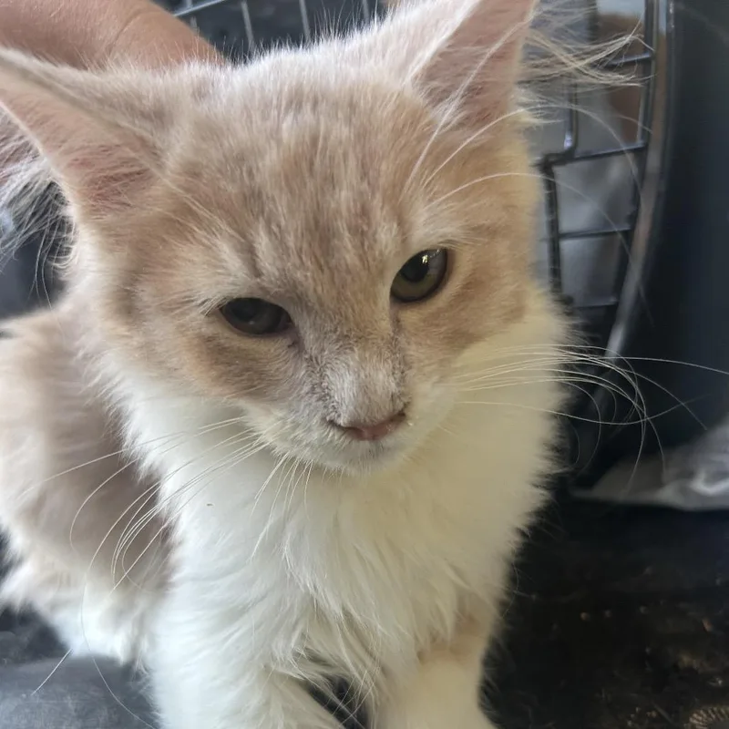 A baby small-sized male Domestic Long Hair cat named Sunday for adoption in Hemet, CA