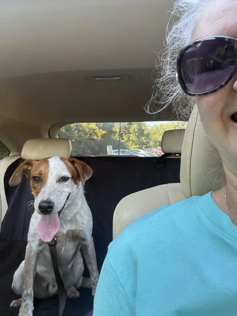 A baby medium-sized male Hound dog named Frankie for adoption in Dyer, IN