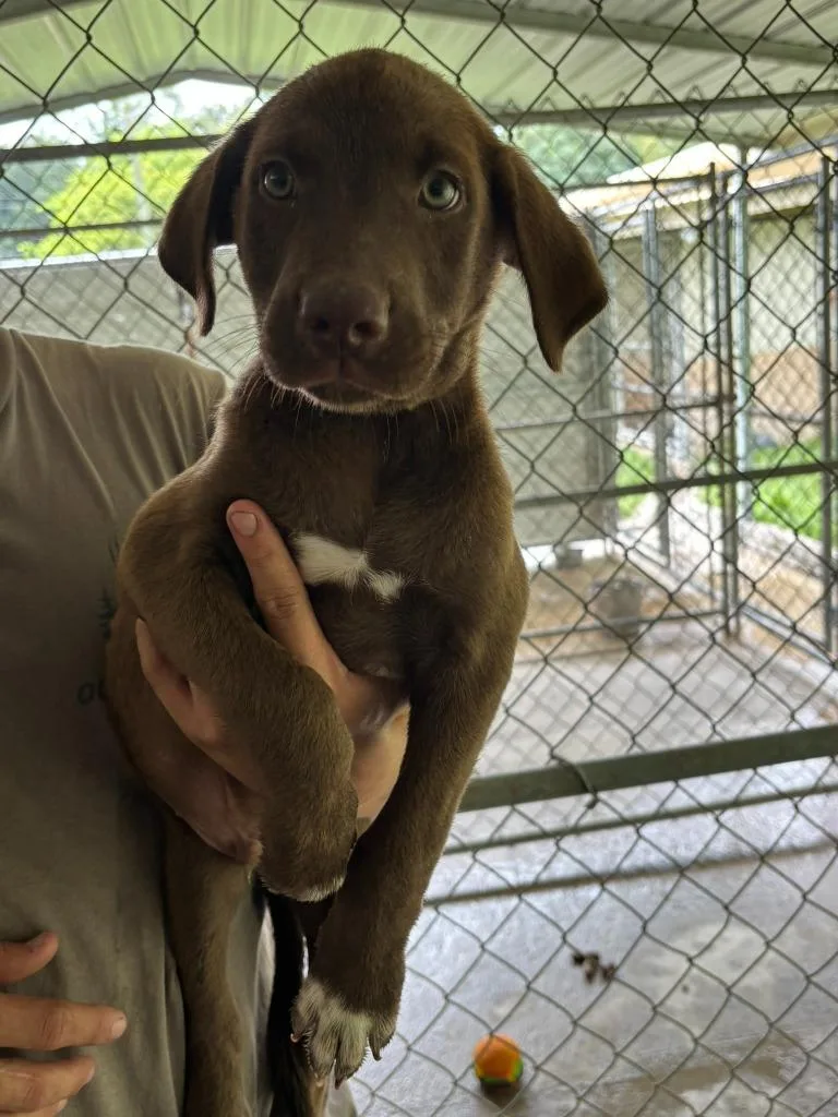 Opie