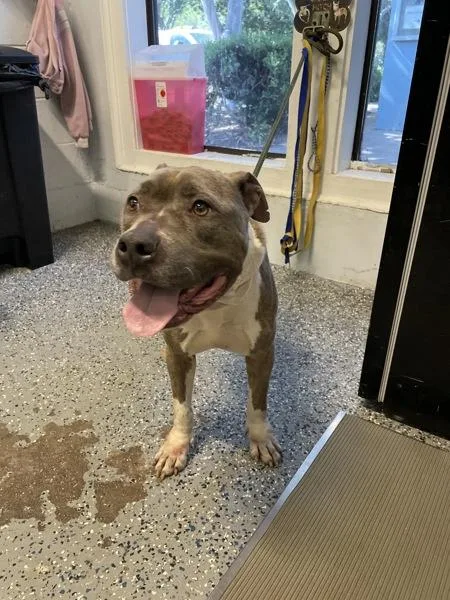 An adult large-sized female Pit Bull Terrier dog named Big Mamma for adoption in Mobile, AL