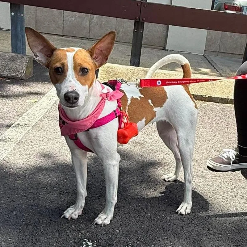 A young medium-sized female Yellow / Tan / Blond / Fawn Mixed Breed dog named Tamsin for adoption in Long Island City, NY