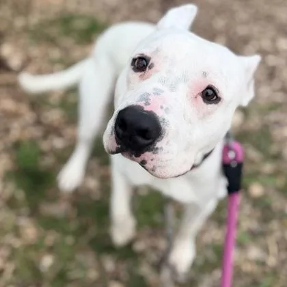 A young medium-sized male Mixed Breed dog named Bennie for adoption in Janesville, WI